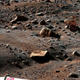 Illustration for article titled 30 Mars Phoenix Discoveries NASA Will Never Show the World